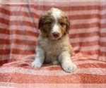 Small Photo #9 Australian Shepherd Puppy For Sale in LAKELAND, FL, USA