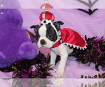 Lumi - Female Boston Terrier Puppy for Sale - Photo #2
