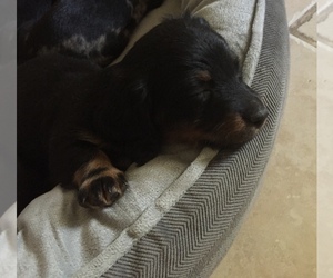 Dachshund Puppy for sale in GAUTIER, MS, USA
