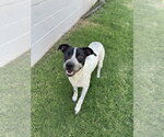 Small #2 Mutt