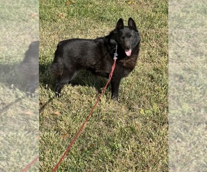 Schipperke Dog for Adoption in FORT MADISON, Iowa USA