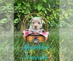 Puppy Sparkler Australian Shepherd