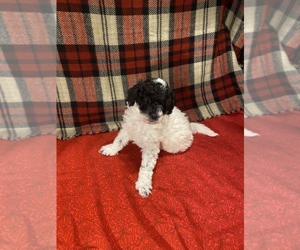 Medium Photo #1 Poodle (Miniature) Puppy For Sale in STATESVILLE, NC, USA