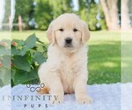 Small #3 Golden Retriever