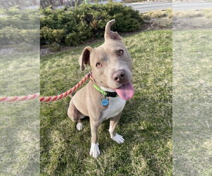 American Pit Bull Terrier-Unknown Mix Dogs for adoption in Rockaway, NJ, USA
