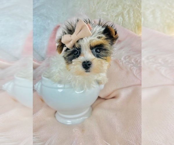 Medium Photo #1 Morkie Puppy For Sale in PEMBROKE PINES, FL, USA