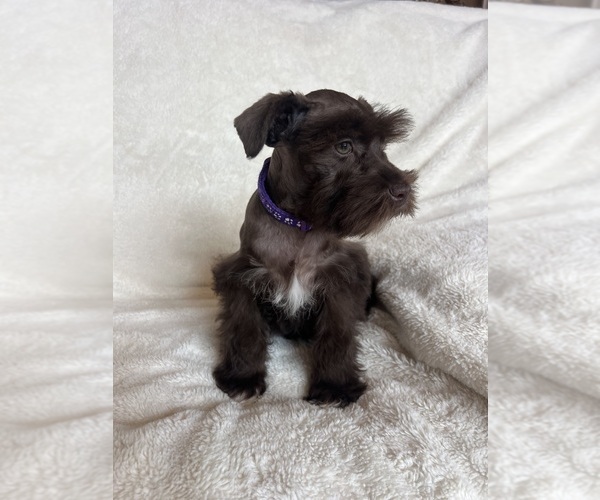 Medium Photo #3 Schnauzer (Miniature) Puppy For Sale in ROY, WA, USA