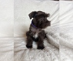 Small #2 Schnauzer (Miniature)