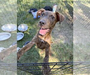 Bullboxer Pit Dogs for adoption in Jackson, MS, USA
