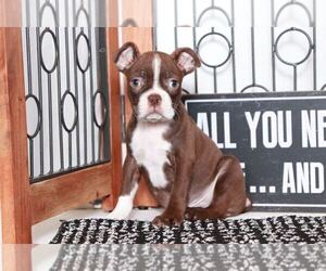 Boston Terrier Puppy for sale in NAPLES, FL, USA