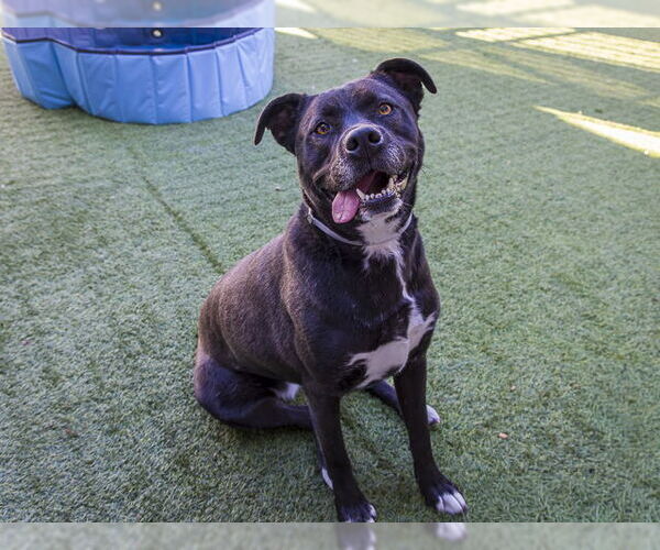 Medium Photo #1 Mutt Puppy For Sale in Pasadena, CA, USA