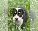 Small Mutt