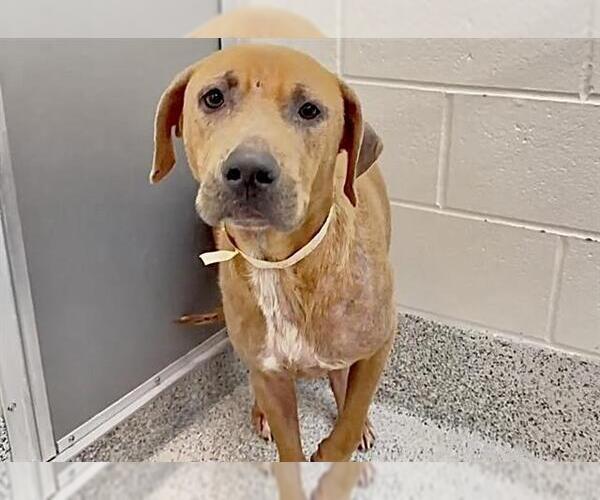 Medium Photo #2 Rhodesian Ridgeback Puppy For Sale in Houston, TX, USA