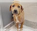 Small Photo #2 Rhodesian Ridgeback Puppy For Sale in Houston, TX, USA