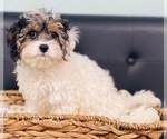 Small Photo #3 Cavapoo Puppy For Sale in CINCINNATI, OH, USA