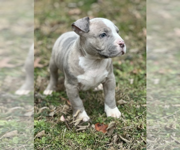 Medium Photo #5 American Bully Puppy For Sale in LANCASTER, PA, USA