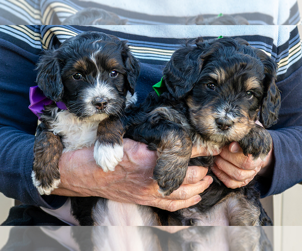 Medium Photo #3 Bernedoodle (Miniature) Puppy For Sale in ROY, UT, USA