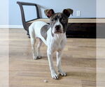 Small #17 American Pit Bull Terrier Mix