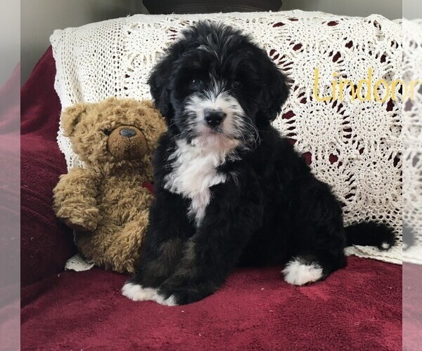 Medium Photo #5 Bernedoodle Puppy For Sale in CLARE, MI, USA