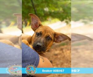 German Shepherd Dog Dogs for adoption in Mobile, AL, USA