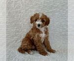Small #1 Maltipoo