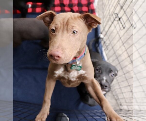 Medium Photo #17 Chinese Shar-Pei-Labrador Retriever Mix Puppy For Sale in Dana Point, CA, USA