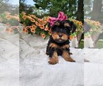 Small #3 Yorkshire Terrier