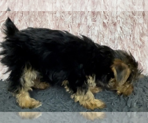Medium Photo #15 Yorkshire Terrier Puppy For Sale in AZLE, TX, USA