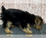 Small Photo #15 Yorkshire Terrier Puppy For Sale in AZLE, TX, USA