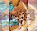 Small #1 Chihuahua Mix