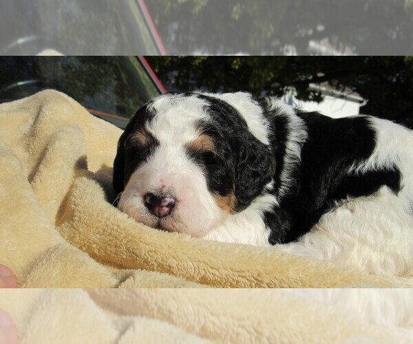 Medium Photo #4 Bernedoodle Puppy For Sale in BIG ROCK, IL, USA