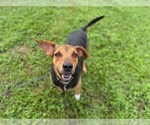 Black and Tan Coonhound Dogs for adoption in Ocala, FL, USA