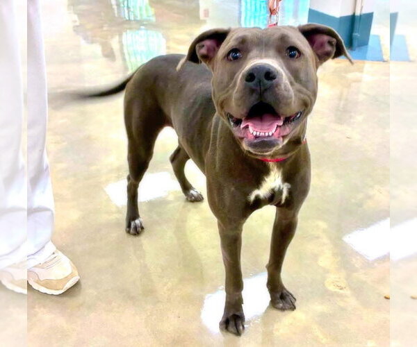 Medium Photo #1 American Pit Bull Terrier-Unknown Mix Puppy For Sale in Alexander, AR, USA