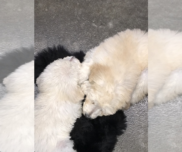 Medium Photo #4 Poodle (Standard) Puppy For Sale in NEWFOLDEN, MN, USA