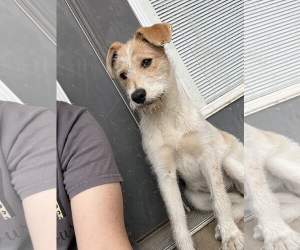 Medium Photo #2 Jack Russell Terrier-Unknown Mix Puppy For Sale in Texarkana, TX, USA