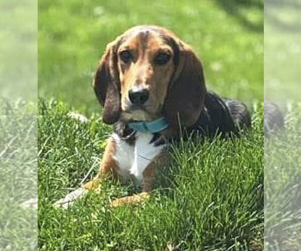 Medium Photo #1 Beagle Puppy For Sale in Dunnellon, FL, USA
