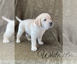 Small Photo #44 Labrador Retriever Puppy For Sale in MURRIETA, CA, USA
