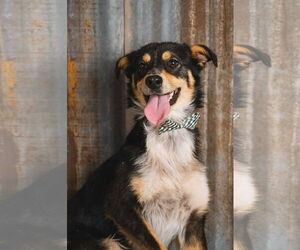 Australian Shepherd-Unknown Mix Dogs for adoption in Grafton, WI, USA