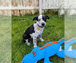 Small #6 Border Collie Mix