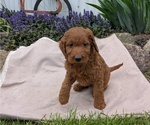 Small Photo #63 Irish Doodle Puppy For Sale in GOSHEN, IN, USA