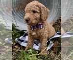 Puppy Carmel Goldendoodle-Poodle (Standard) Mix