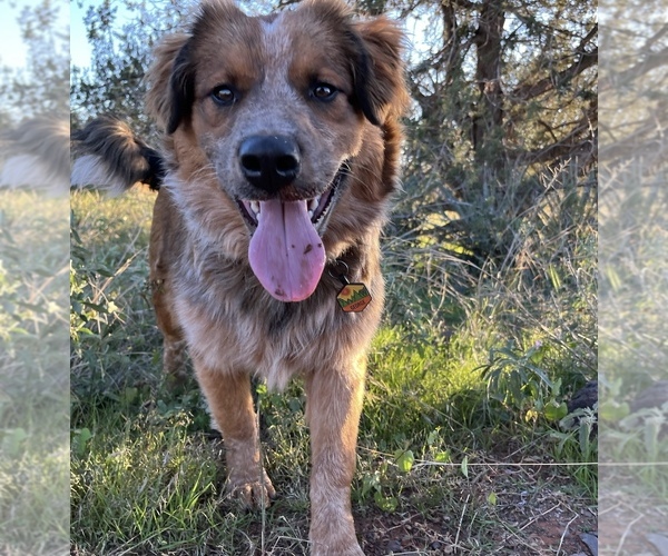 Medium Photo #1 Border Collie-Shiloh Shepherd Mix Puppy For Sale in SEDONA, AZ, USA