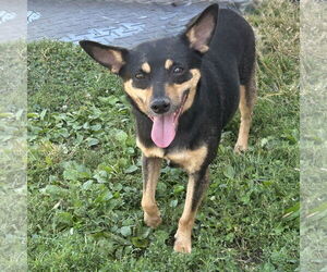 Medium Miniature Pinscher Mix