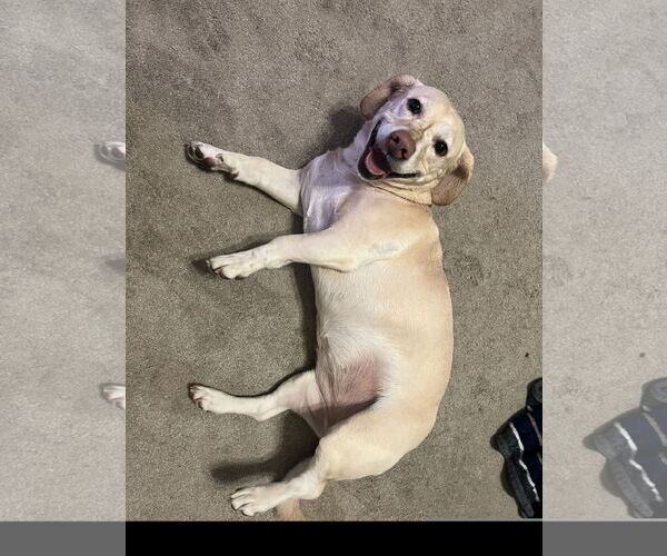 Medium Photo #2 Labrador Retriever Puppy For Sale in Denton, TX, USA