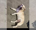 Small #1 Labrador Retriever