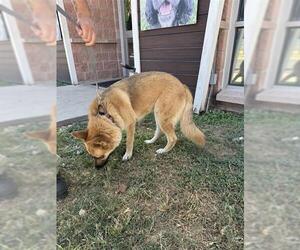 German Shepherd Dog Dogs for adoption in San Antonio, TX, USA