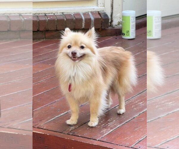 Medium Photo #4 Pomeranian Puppy For Sale in Arlington, VA, USA