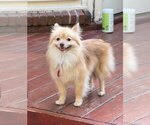 Small #3 Pomeranian
