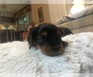 Yorkshire Terrier Puppy for sale in MIO, MI, USA