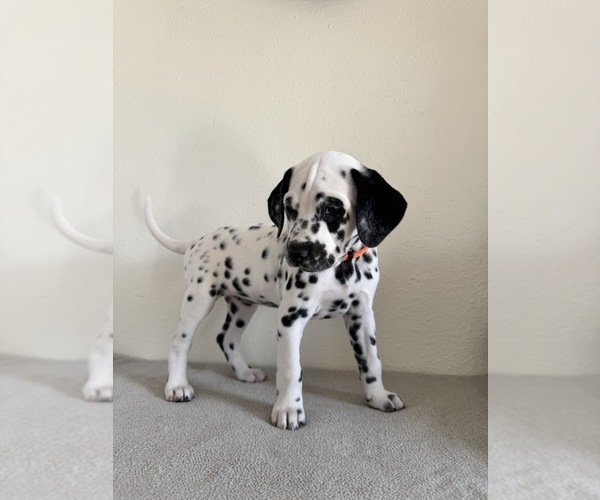 Medium Photo #1 Dalmatian Puppy For Sale in DENVER, CO, USA